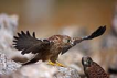 Küçük kerkenez / Falco naumanni / Lesser kestrel